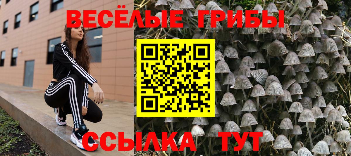 Ковров  Галлюциногенные грибы Magic Shrooms  наркота  Вход с VPN  Псилоцибиновые грибы MAGIC MUSHROOMS 